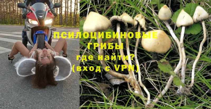 Галлюциногенные грибы Cubensis Мамадыш